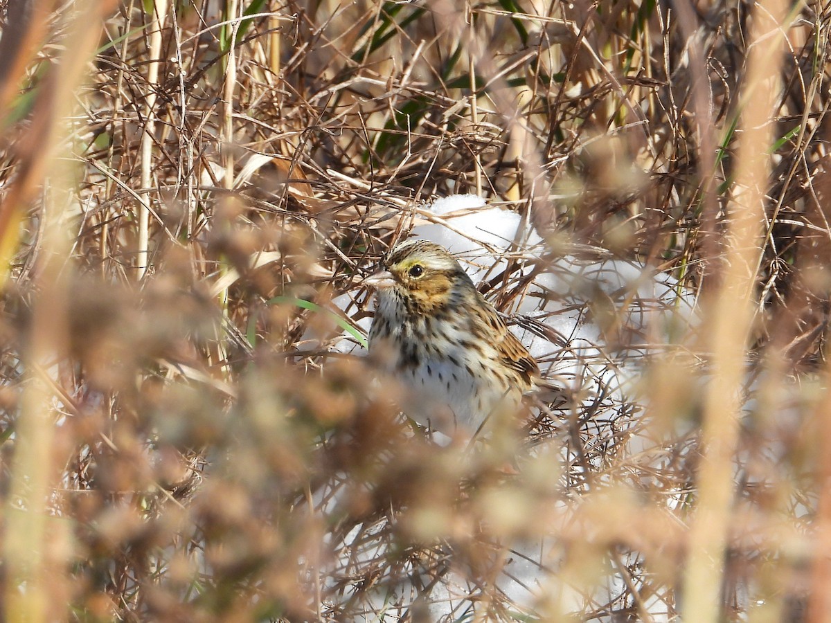 strnadec luční - ML645414072