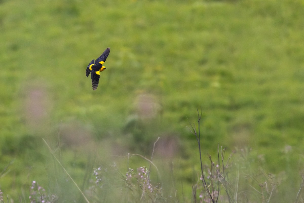 Saffron-cowled Blackbird - ML645414073
