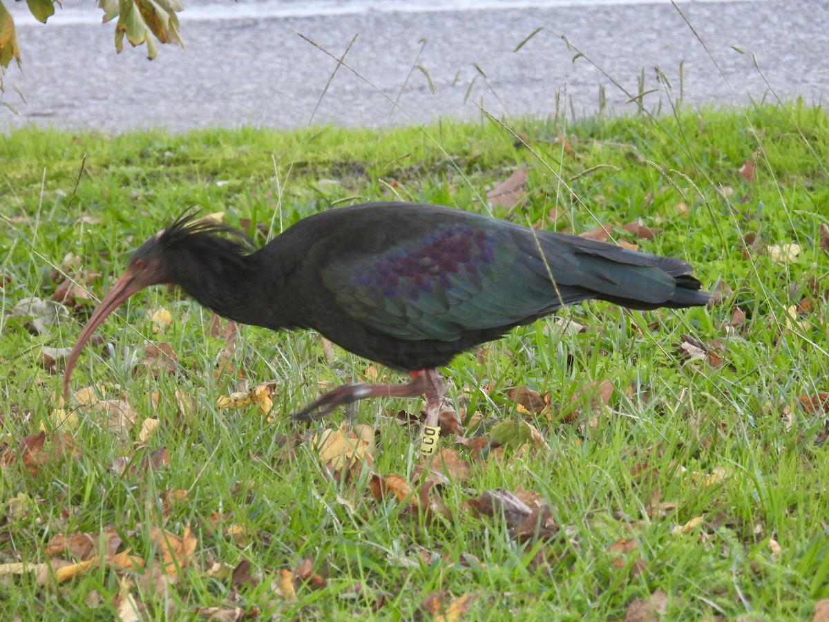 Northern Bald Ibis - ML645414078