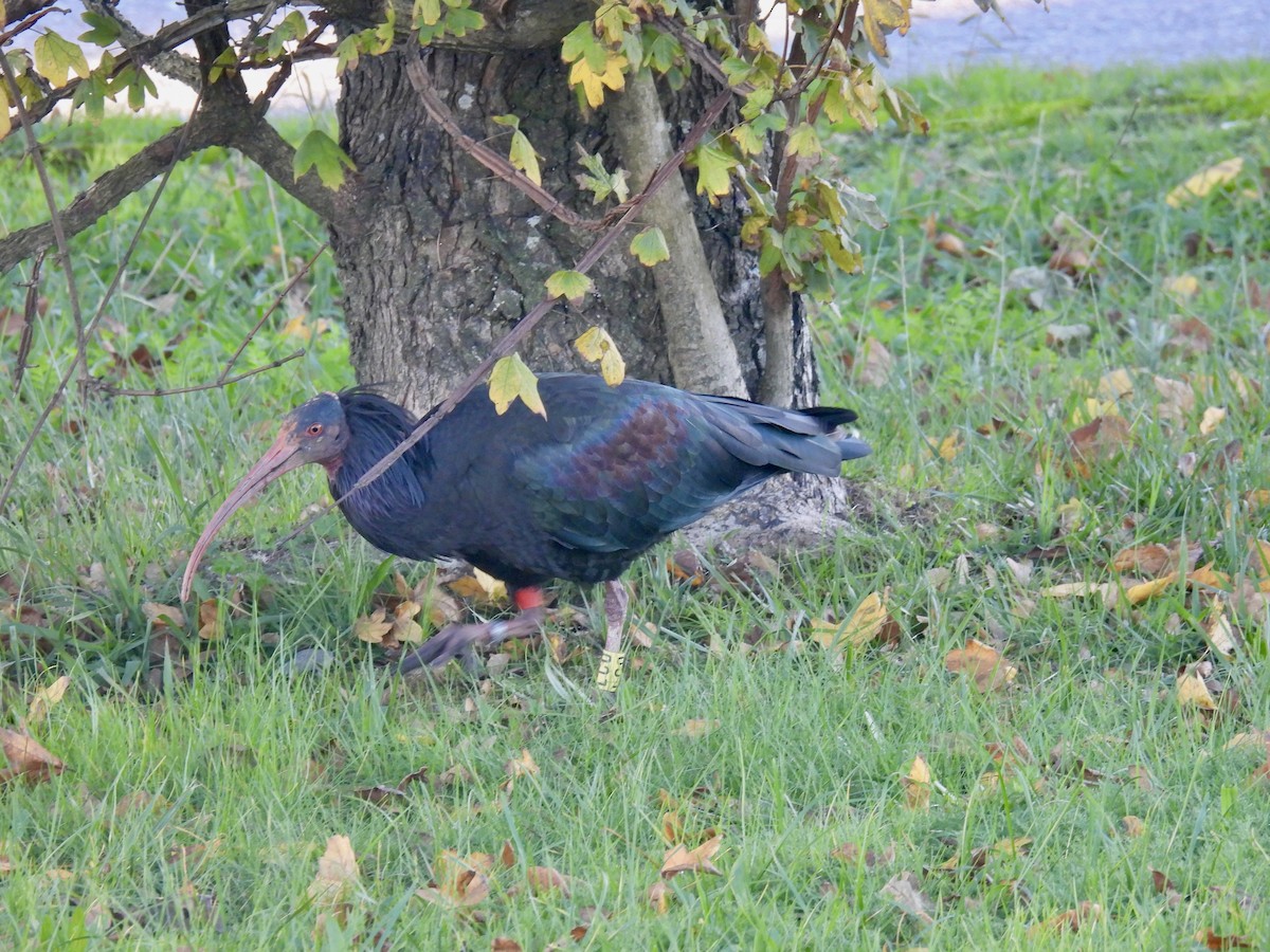 Northern Bald Ibis - ML645414079