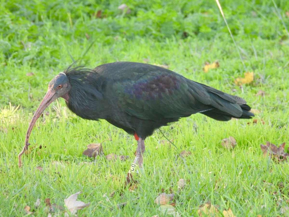 Northern Bald Ibis - ML645414080