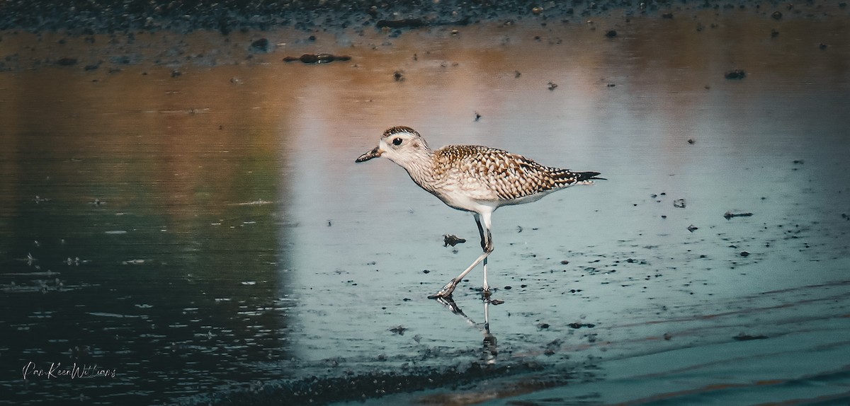 Watvogel, unbestimmt - ML645414085