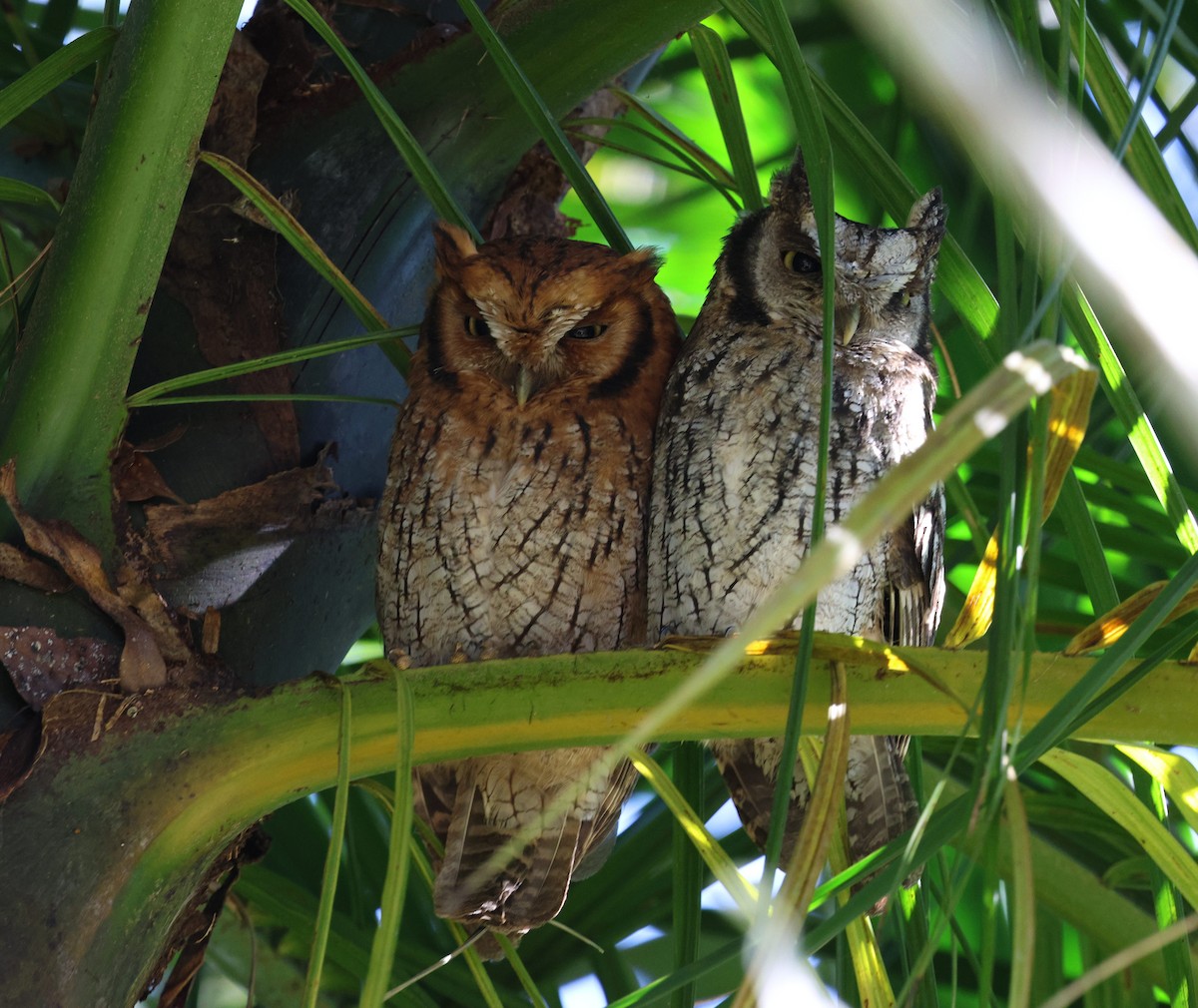 Long-tufted Screech-Owl - ML645414087