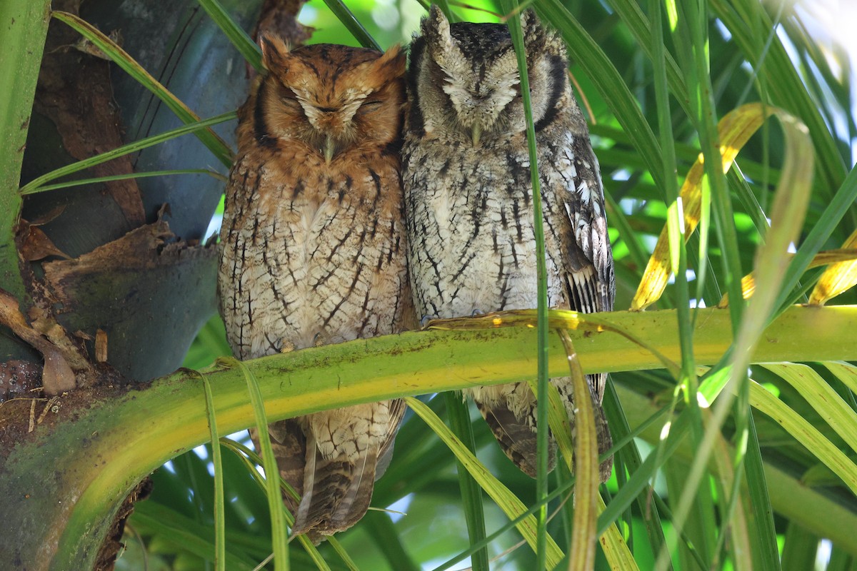 Long-tufted Screech-Owl - ML645414088
