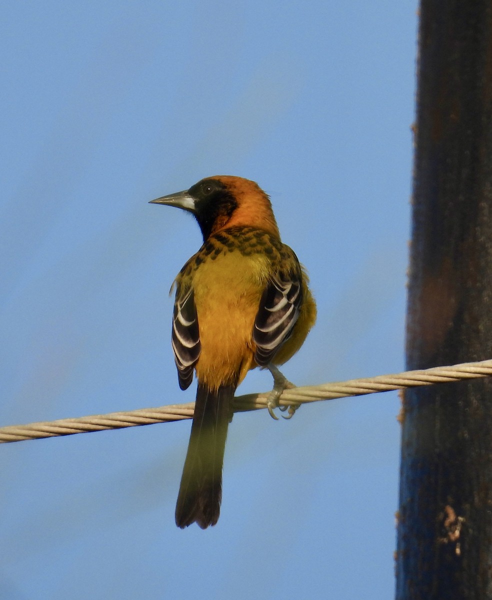 Altamira x Audubon's Oriole (hybrid) - ML645414091