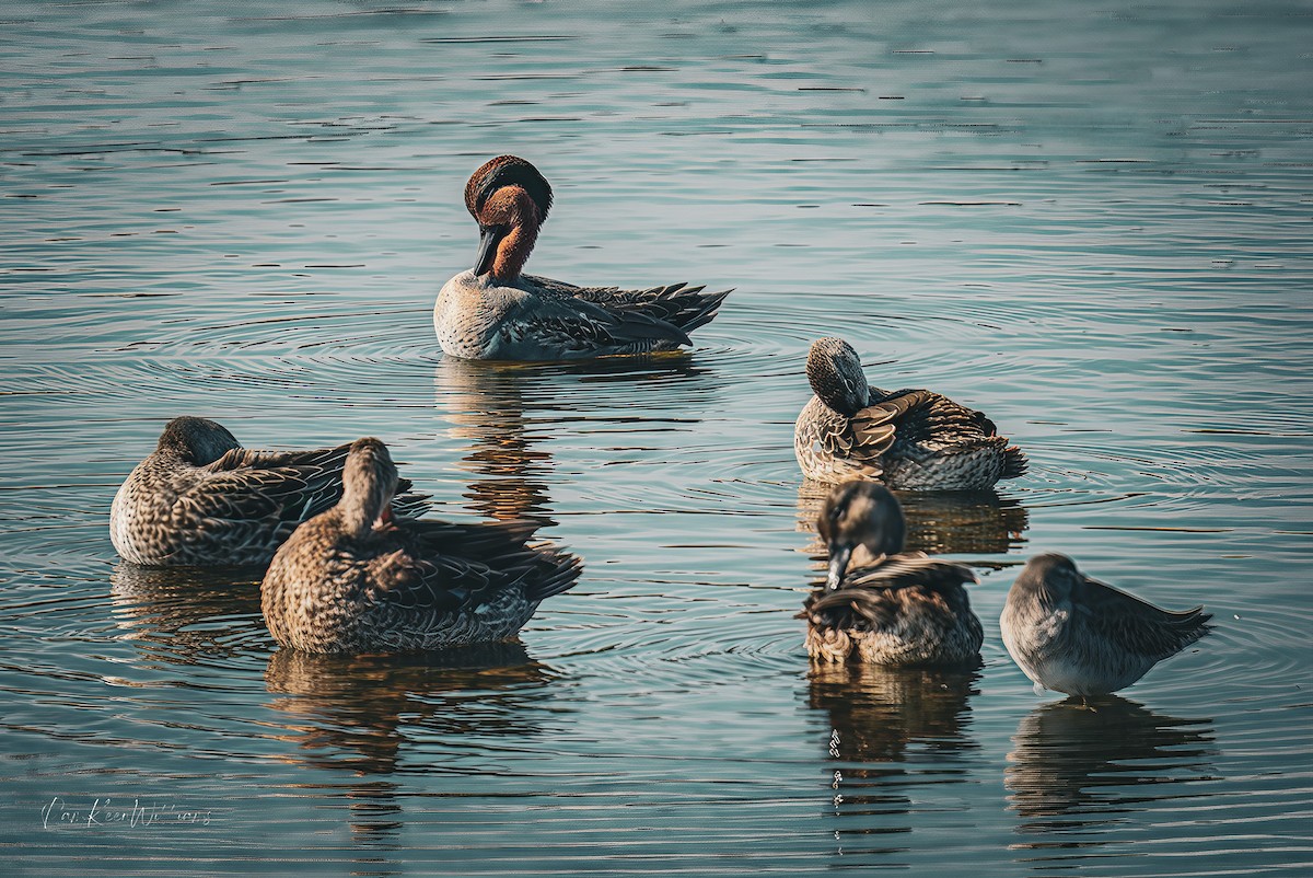 Krickente - ML645414092