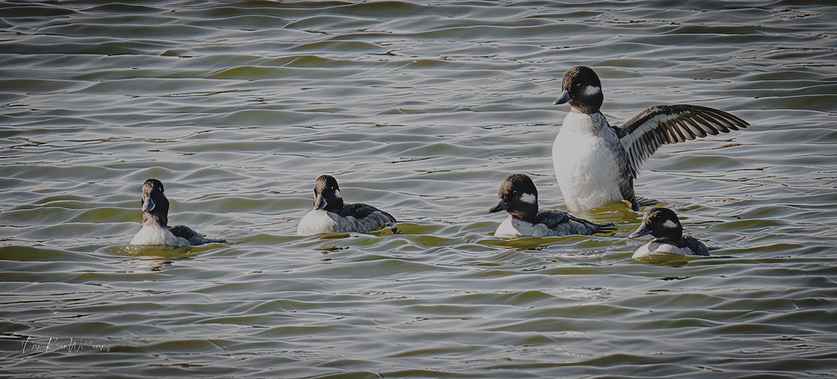 Büffelkopfente - ML645414095