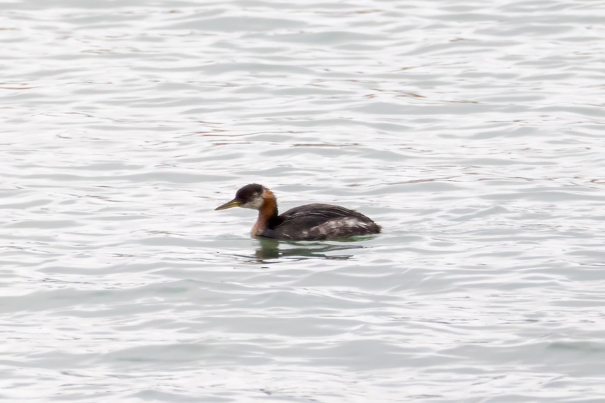 Red-necked Grebe - ML645414102