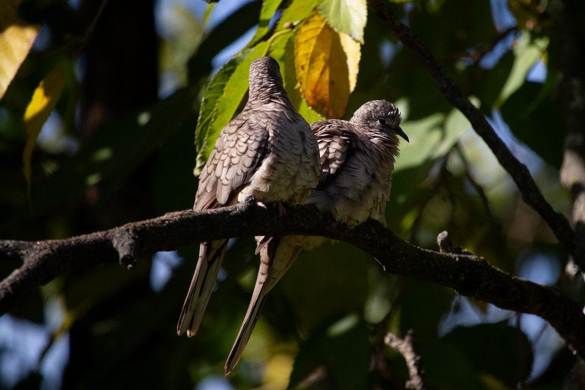 Inca Dove - ML645414108