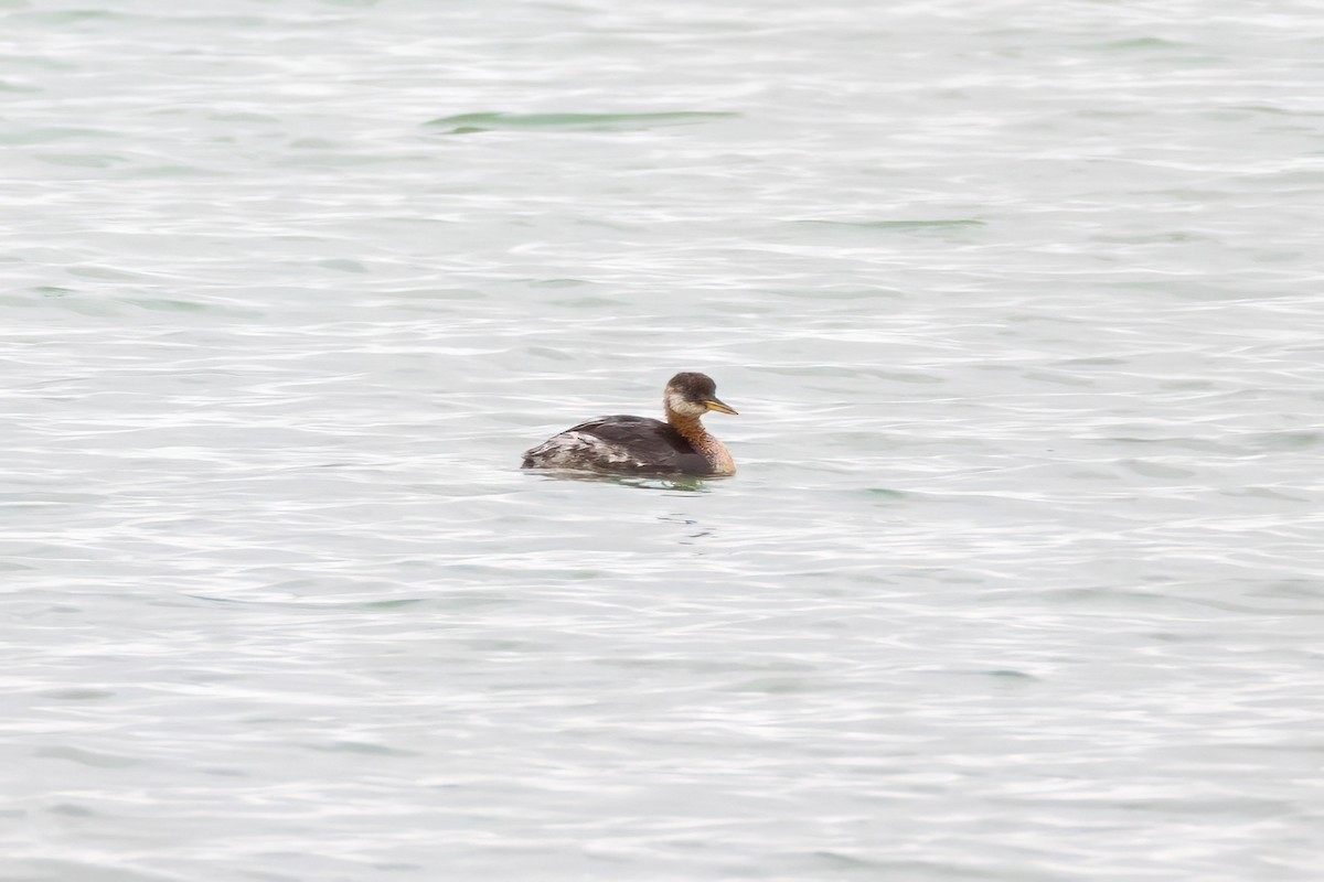 Red-necked Grebe - ML645414116