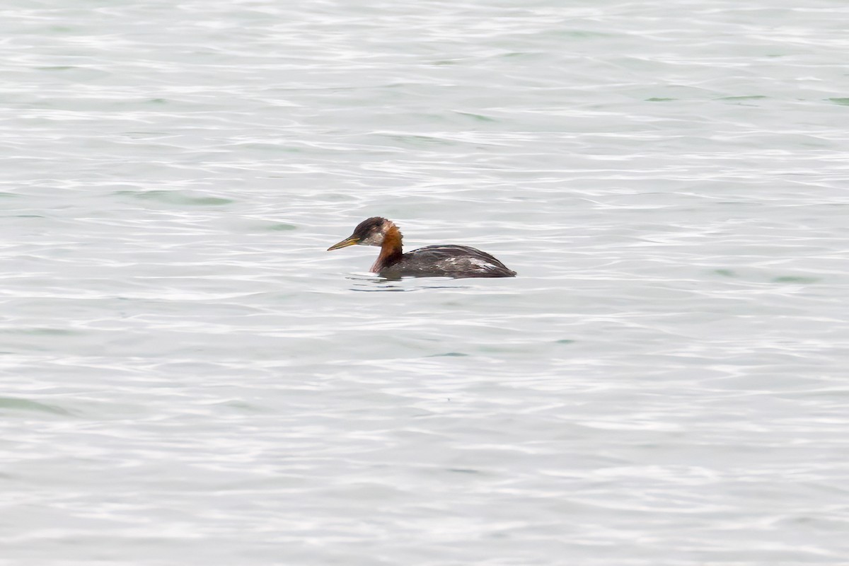 Red-necked Grebe - ML645414122