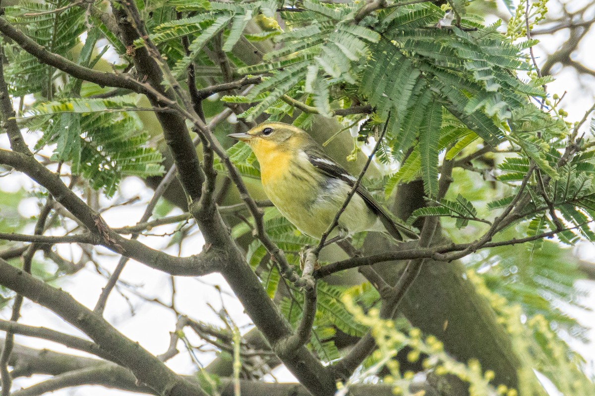 Reinita Gorjinaranja - ML645414130