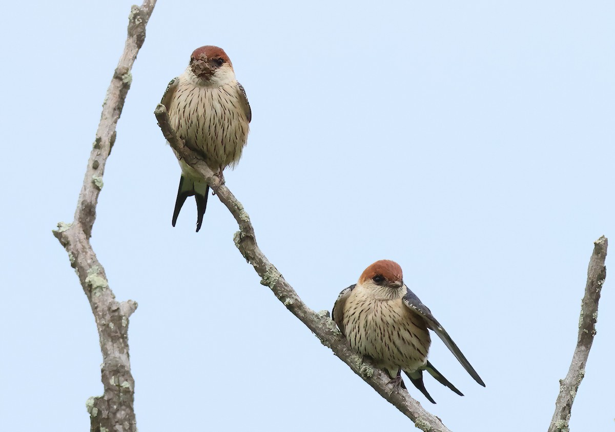 Golondrina Cabecirrufa - ML645414132