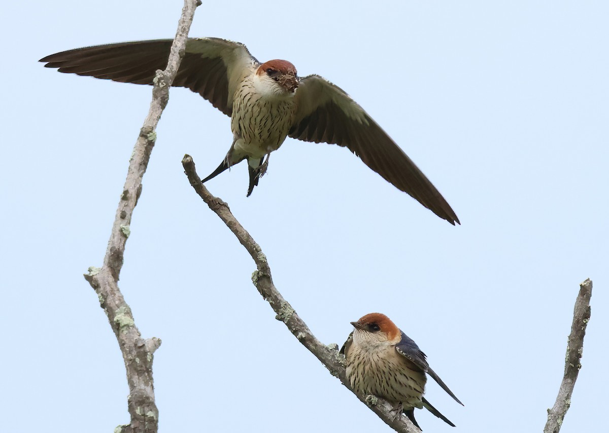 Golondrina Cabecirrufa - ML645414137