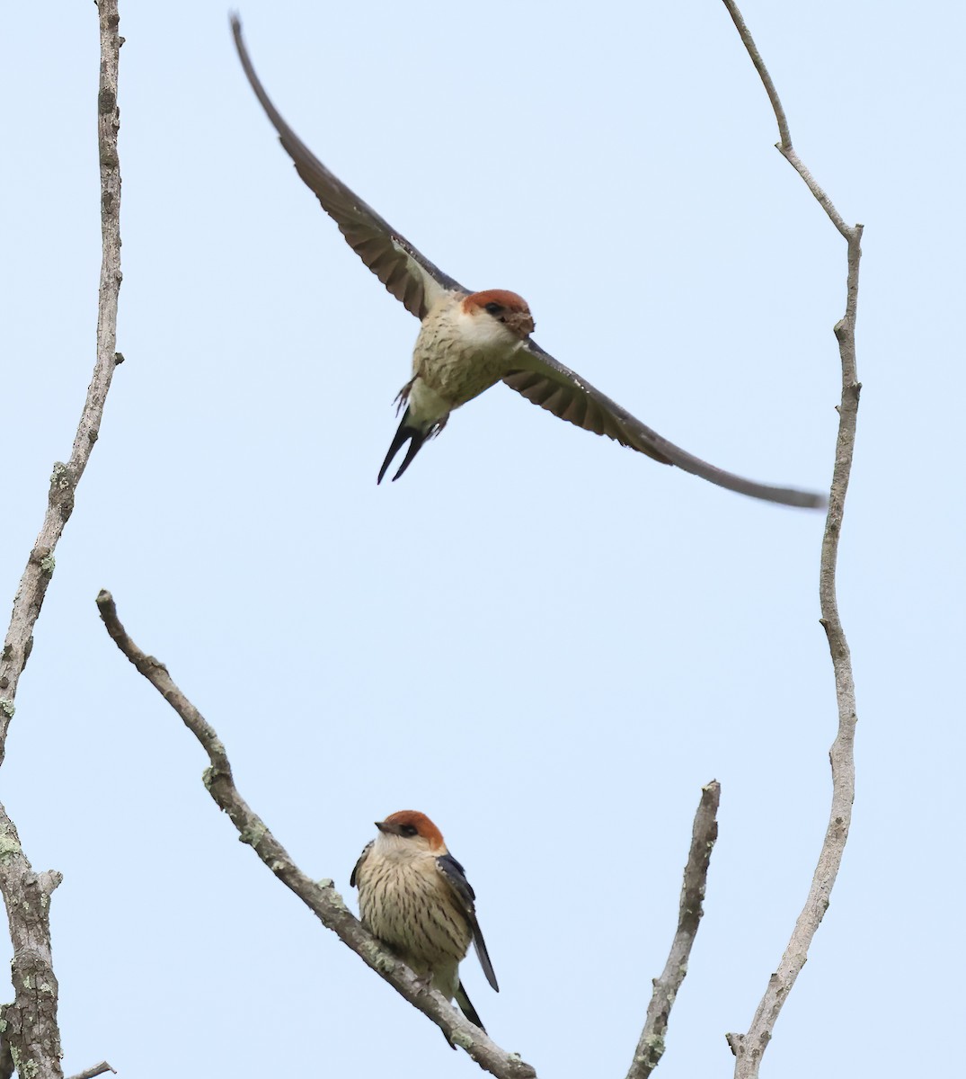 Golondrina Cabecirrufa - ML645414145