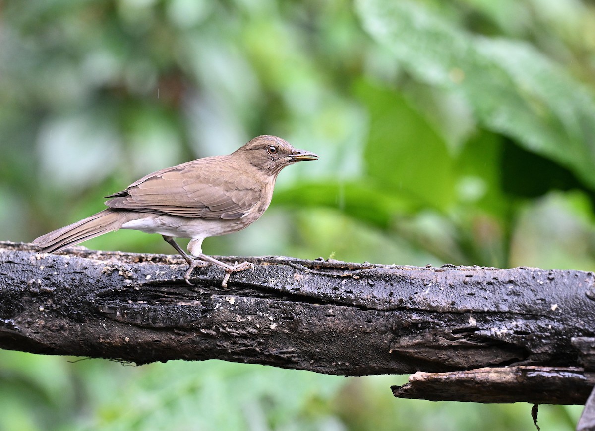 Zorzal Piquinegro - ML645414150