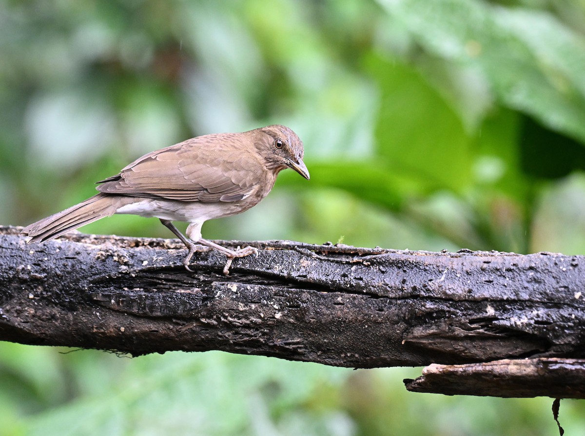 Zorzal Piquinegro - ML645414151