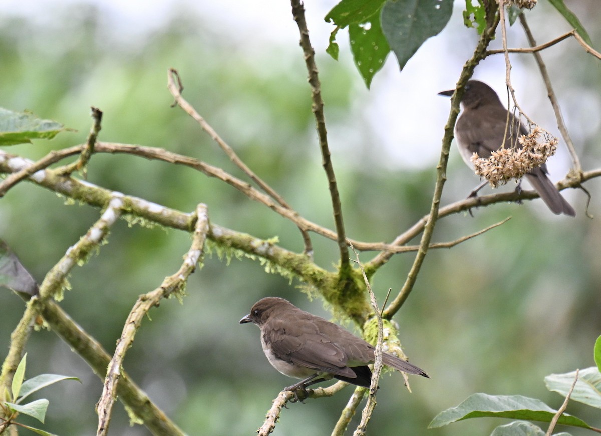 Zorzal Piquinegro - ML645414152