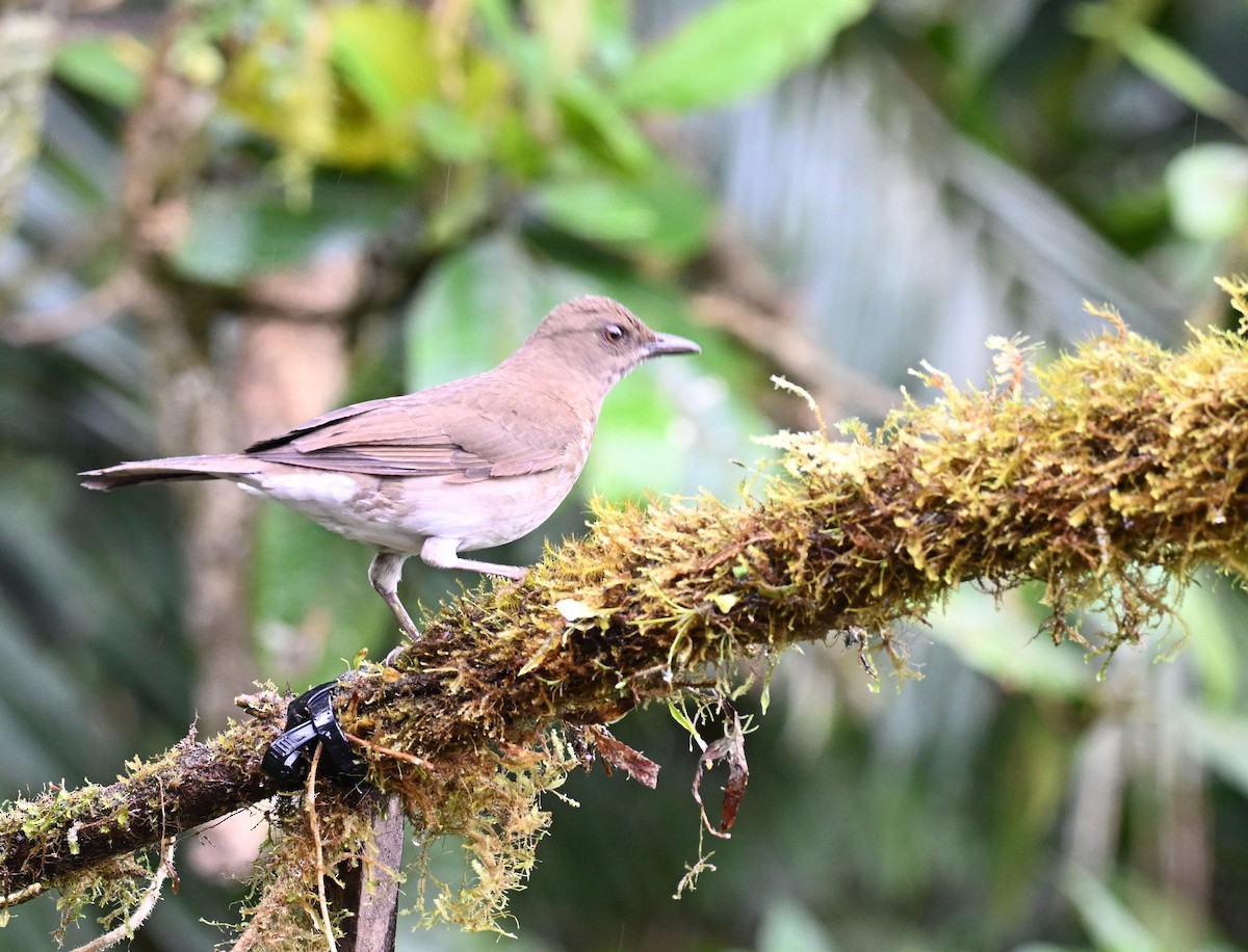 Zorzal Piquinegro - ML645414153