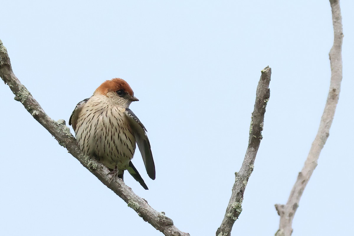 Golondrina Cabecirrufa - ML645414163