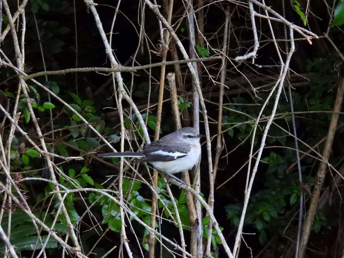 White-banded Mockingbird - ML645414185