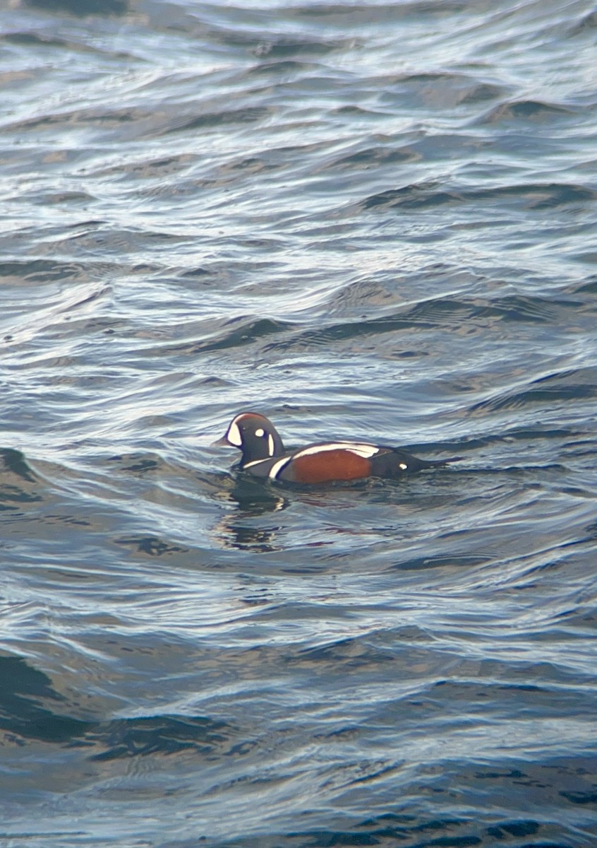 Harlequin Duck - ML645414195