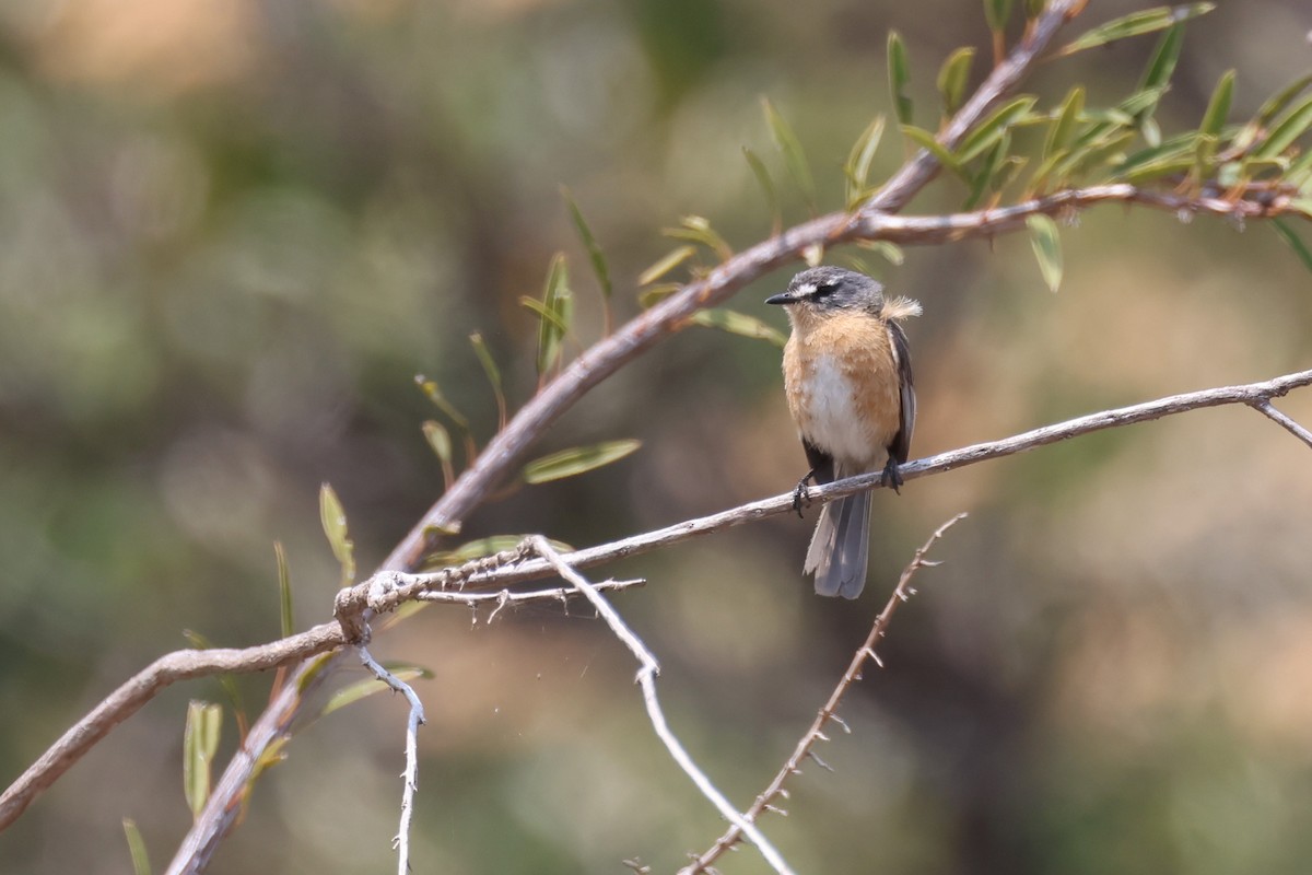 Gray-backed Tachuri - ML645414196