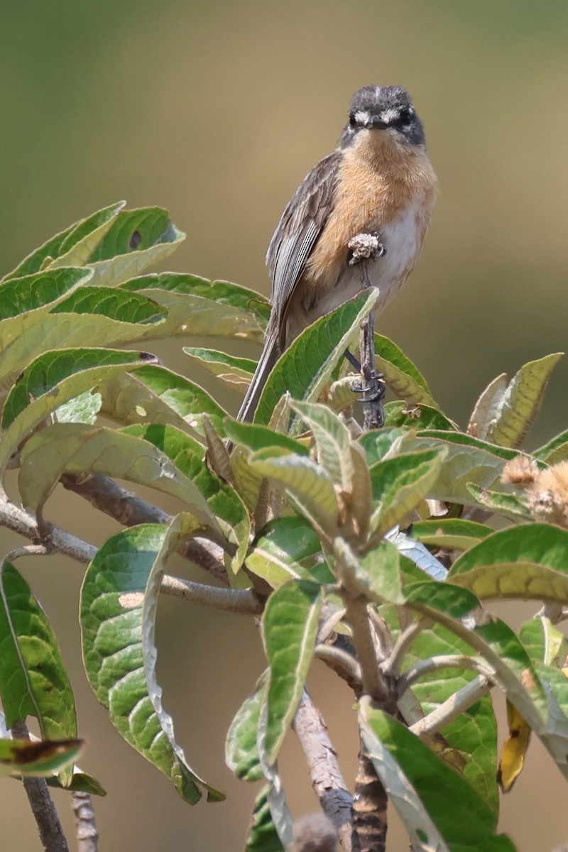 Gray-backed Tachuri - ML645414198