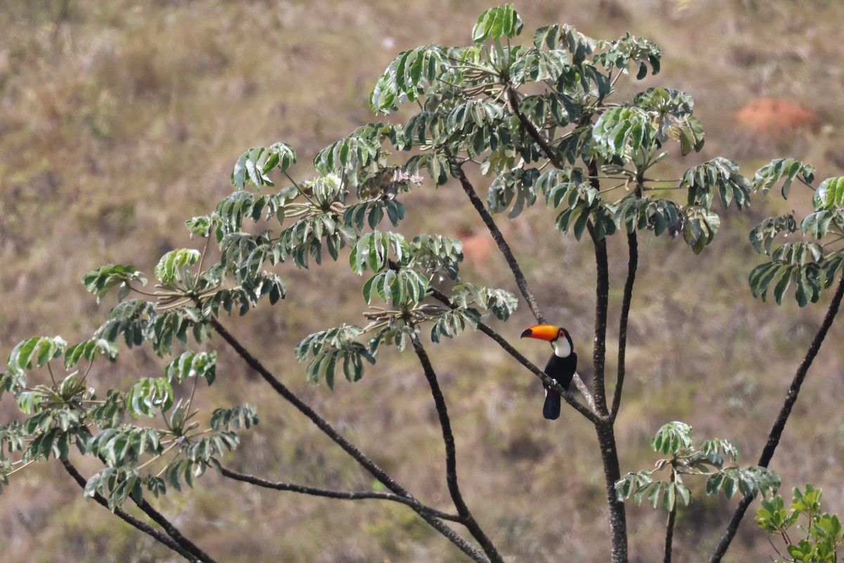 オニオオハシ - ML645414206