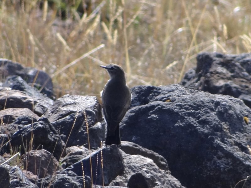 Горный гаучо - ML645414210