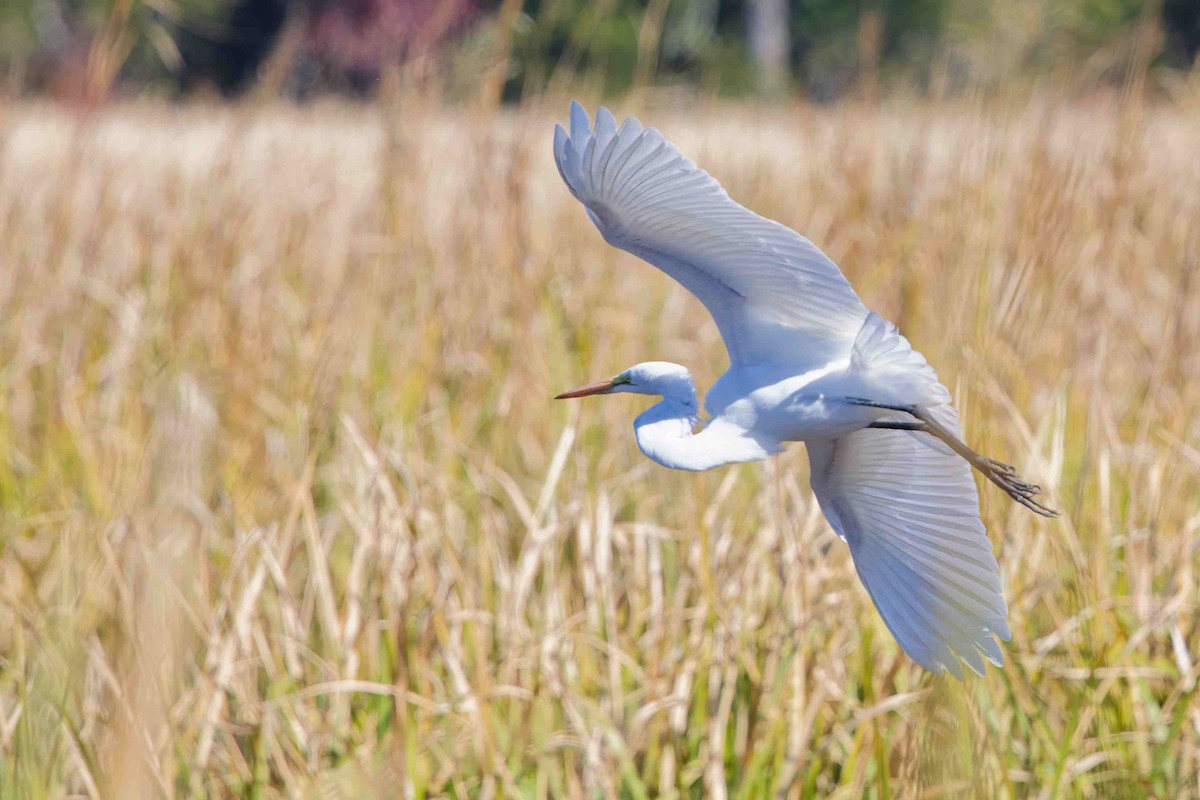 Koartza zuria - ML645414211