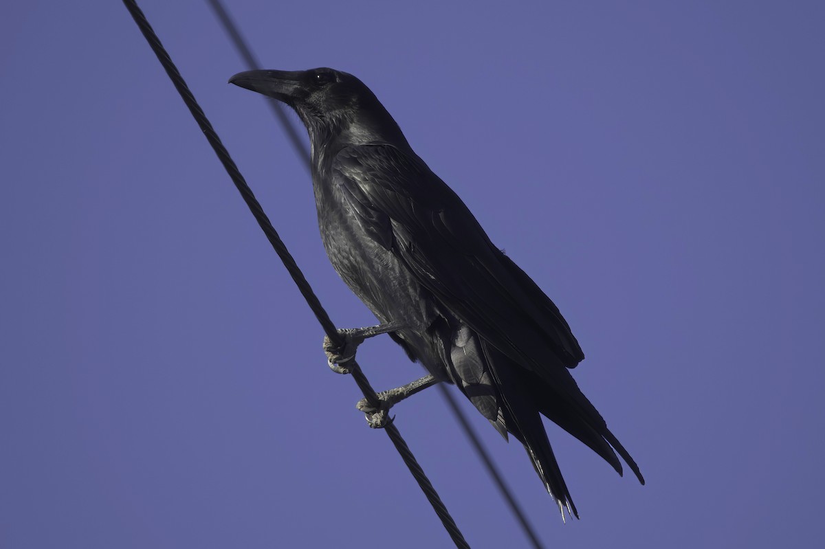 עורב שחור - ML645414244