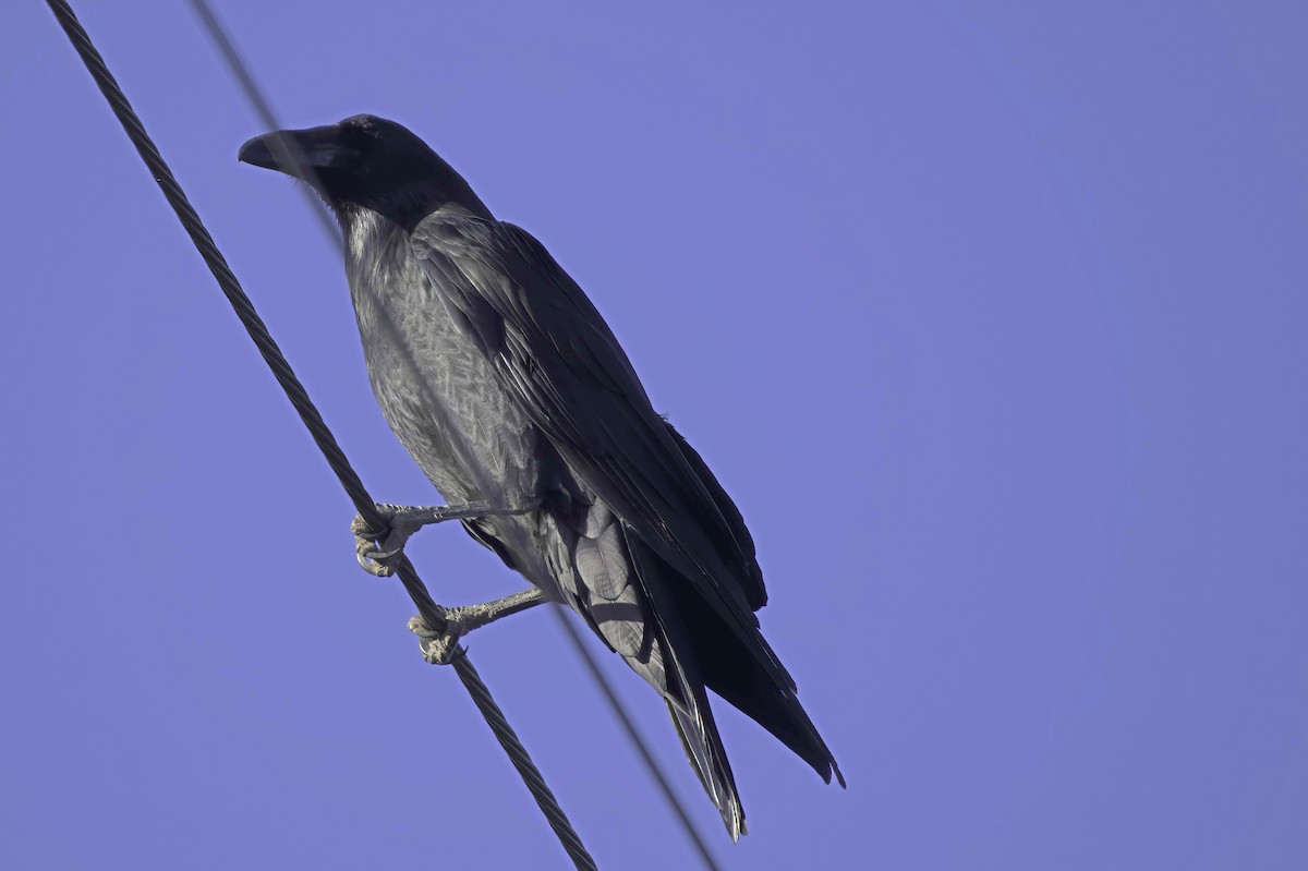 עורב שחור - ML645414245