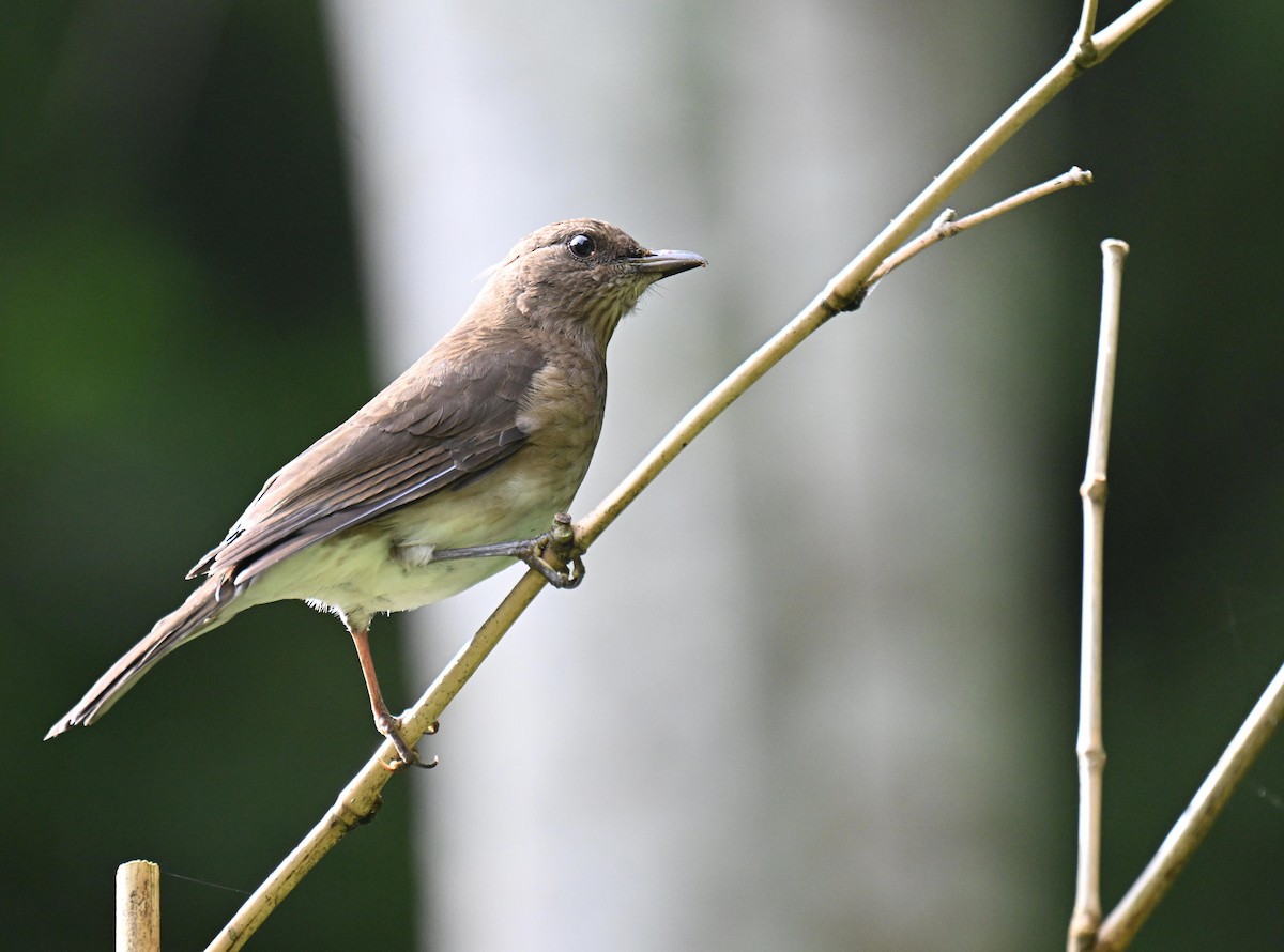 Zorzal Piquinegro - ML645414248