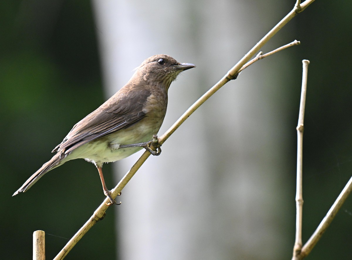 Zorzal Piquinegro - ML645414249