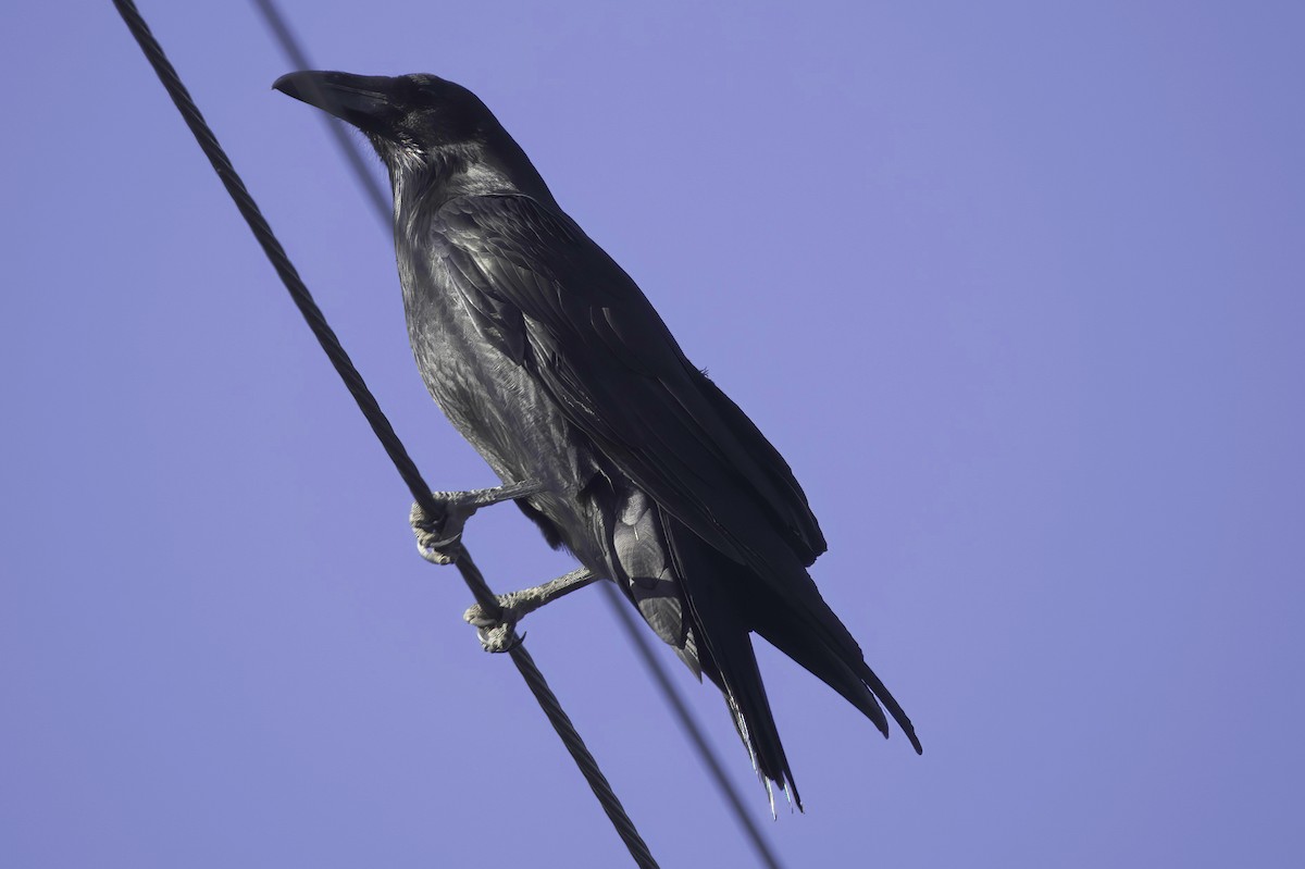 עורב שחור - ML645414250
