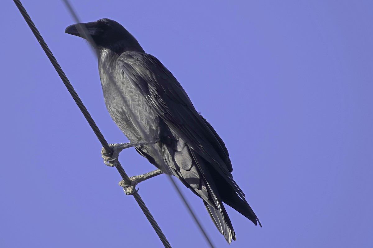 עורב שחור - ML645414251