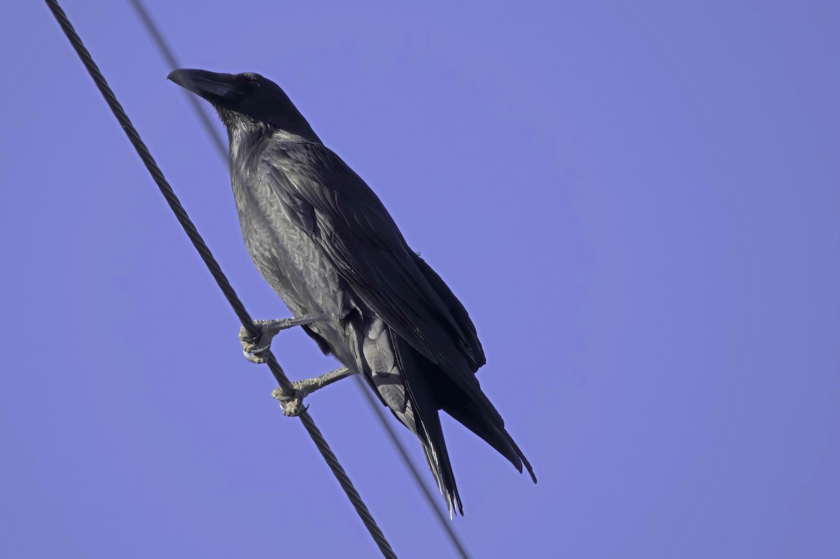 עורב שחור - ML645414252