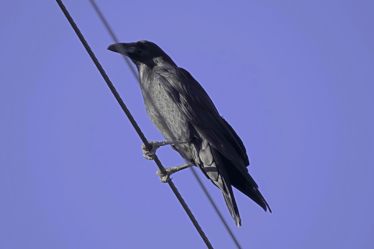 עורב שחור - ML645414253