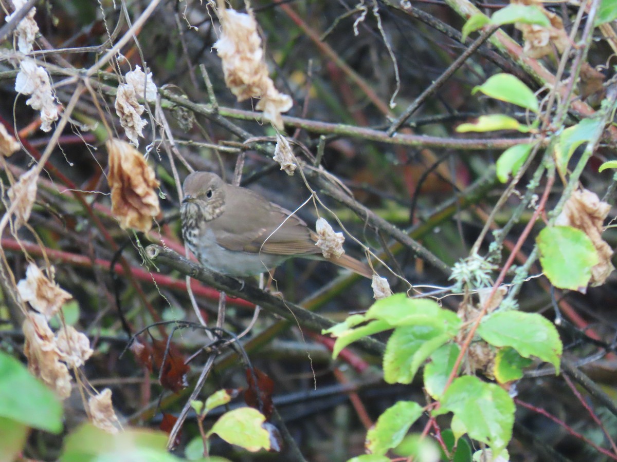 Дрізд-короткодзьоб плямистоволий - ML645414258