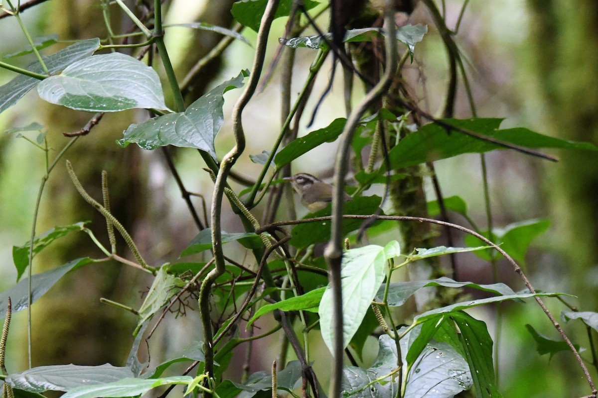 Costa Rican Warbler - ML645414260