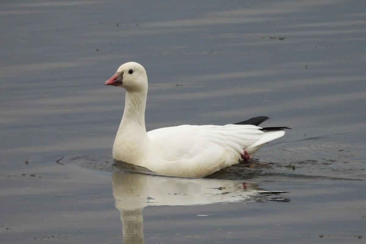 Ross's Goose - ML645414268