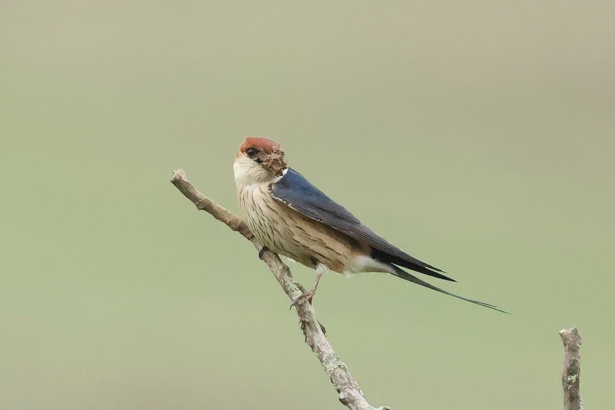 Golondrina Cabecirrufa - ML645414269
