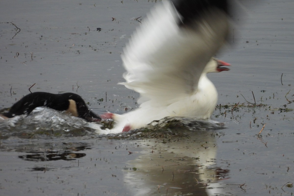 Ross's Goose - ML645414286