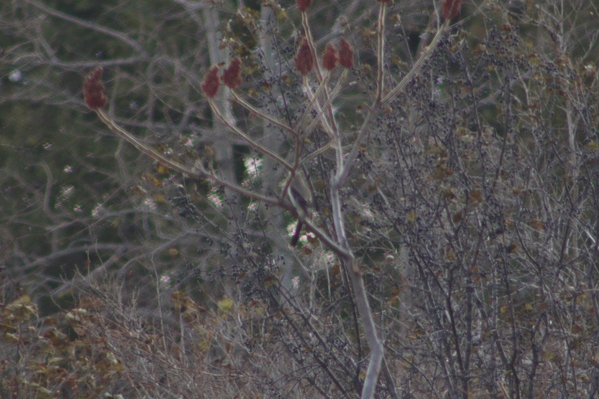 Сорокопуд північний - ML645414287