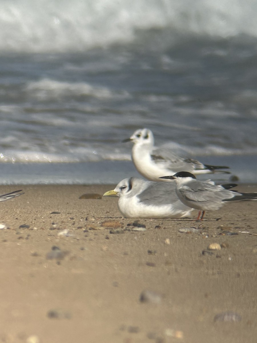 krykkje - ML645414299