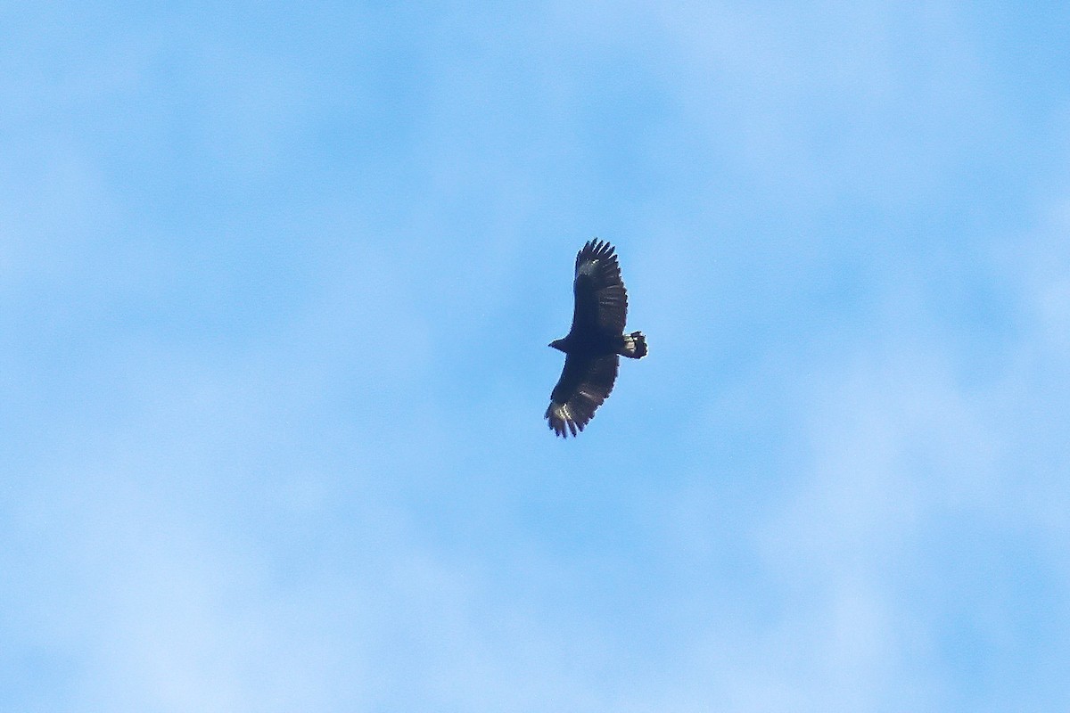 Great Black Hawk - ML645414300