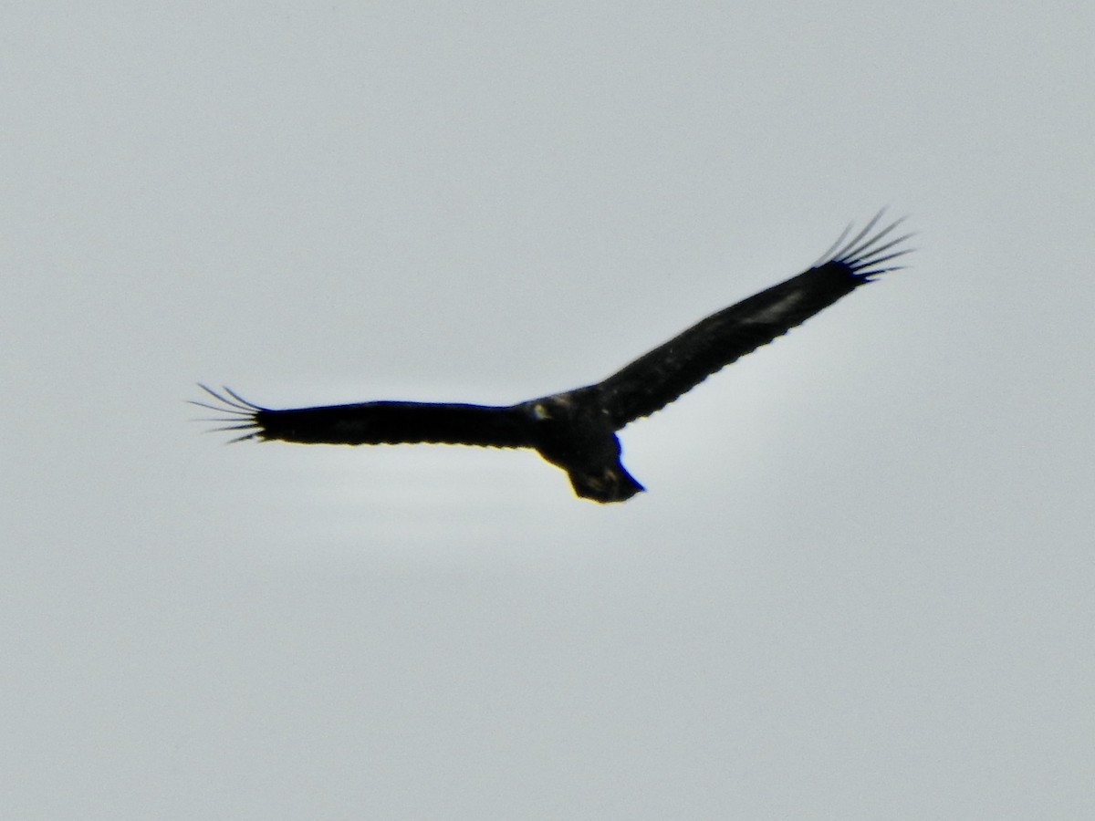 Golden Eagle - ML645414318