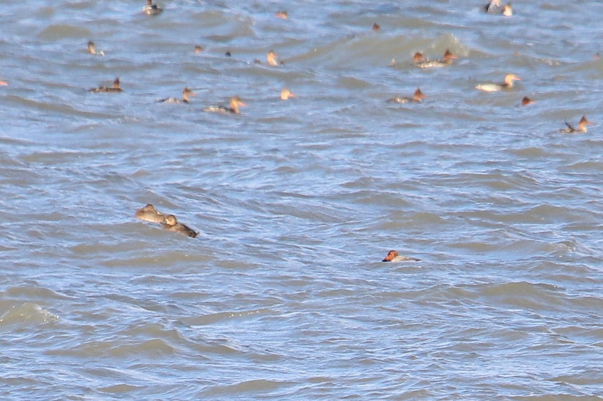 Redhead - ML645414324