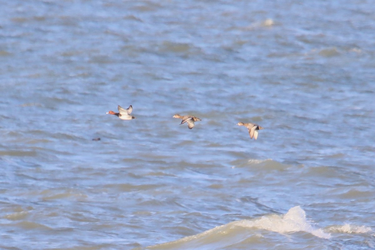 Redhead - ML645414330